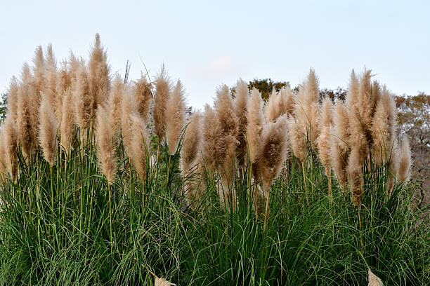 Pampas Grass (Cortaderia selloana), which is native to southern South America, is an attractive ornamental grass that is popular in many landscapes. The flower clusters are plumed panicles at the end of stiff stems.