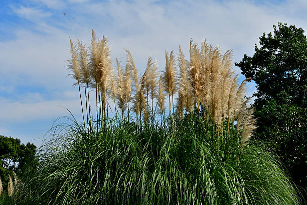 Pampas Grass (Cortaderia selloana), which is native to southern South America, is an attractive ornamental grass that is popular in many landscapes. The flower clusters are plumed panicles at the end of stiff stems.