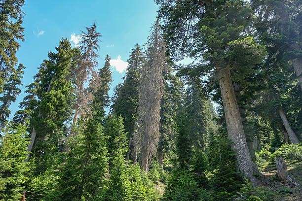 Towering firs and spruces rise toward a summer sky near Batumi, Georgia. A dead silvery gray trunk stands at center as sunlight filters through young saplings.