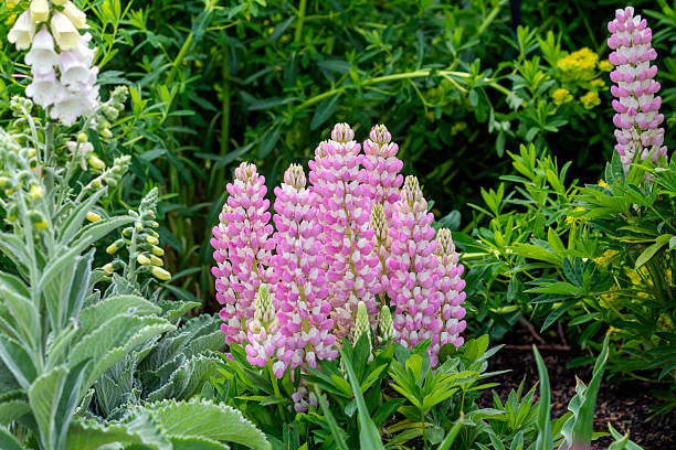 Pink Lupine flowers in a spring garden. Foxglove plant is in the background