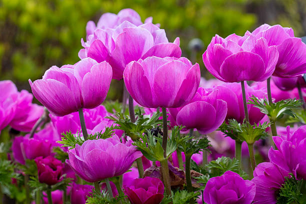Vibrant Poppy Anemone plants in the spring garden