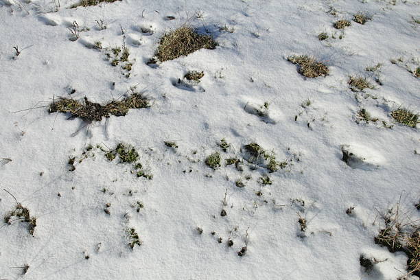 A group of plants in the snow. Snow. Outdoor. Covered. Nature