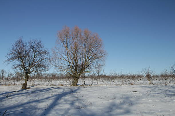 A group of trees in a snowy field. Snow. Outdoor. Sky. Tree. Covered