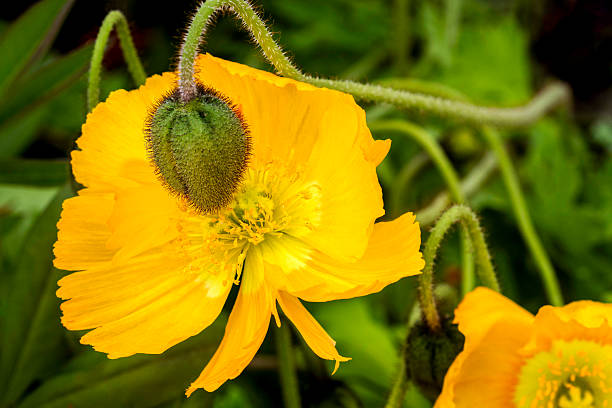 The sweet-scented blossoms of Iceland poppy sit atop two foot stems that rise from low-growing, clumped foliage. The blossoms are abundant and brilliant, and create a striking display. The petals have a crinkled silk appearance, and come in shades of yellow, white, orange and pale red. Most are single forms, but semi-doubles are sometimes seen.