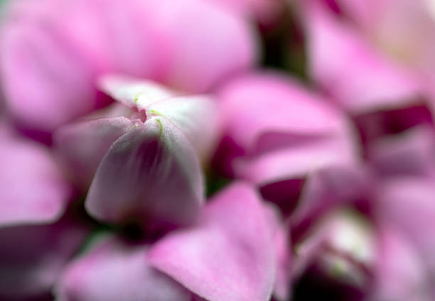 Succulent plant flower, macro close-up. White background.