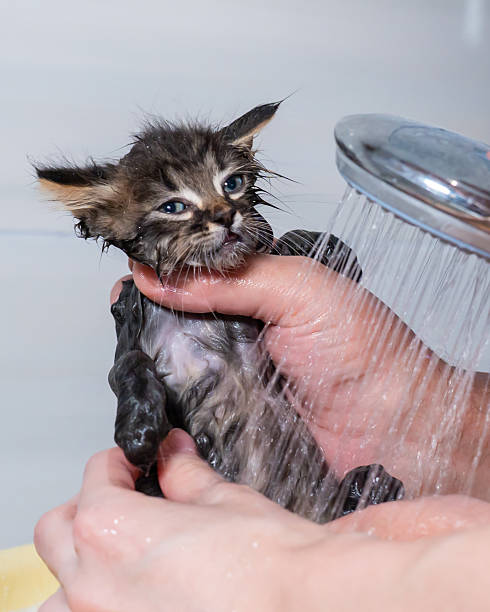 Bathing scene with a wet kitten and human hands, reflecting hygiene, affection, and the gentle rhythm of caring for furry companions.