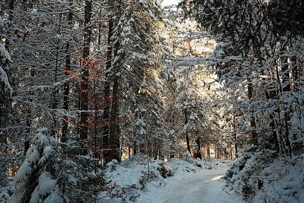 Snowy Eibsee trail in Bavaria, Germany. Scenic winter walk near Zugspitze
