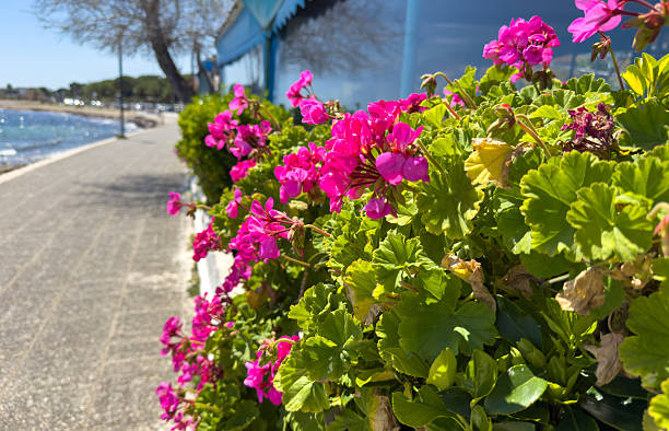 Pink geraniums blooming potted plant along a seaside promenade near Athens, Greece, bright spring sunlight, blue sky