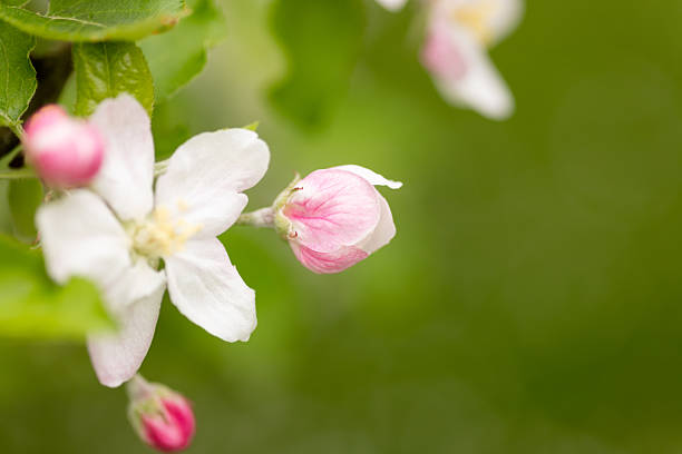 Blooming apple tree flowers in spring garden with soft green background and copy space. High quality photo