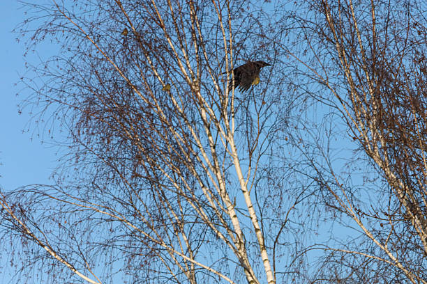 A single bird with outstretched wings sits on a thin branch of a birch tree, its white bark visible against the bright blue sky
