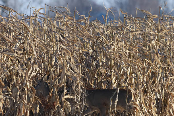 Two deer are camouflaged within a dense, dried cornfield, their bodies partially obscured by the tall, brittle stalks of the crop