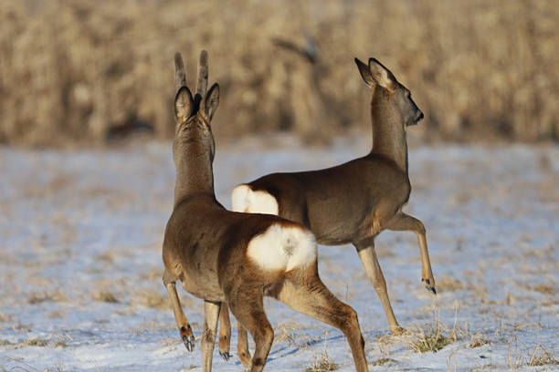 A group of deer wandering through early spring meadows in search of fresh grass.
