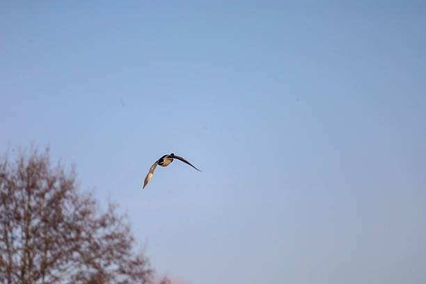 A single goose is captured mid-flight against a vast expanse of pale blue sky, with the silhouette of leafless trees visible on the left side of the frame