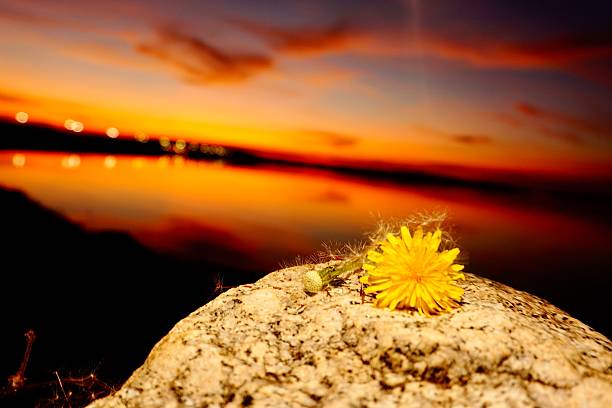 Bright Cholla Cactus Flower against AZ sunset