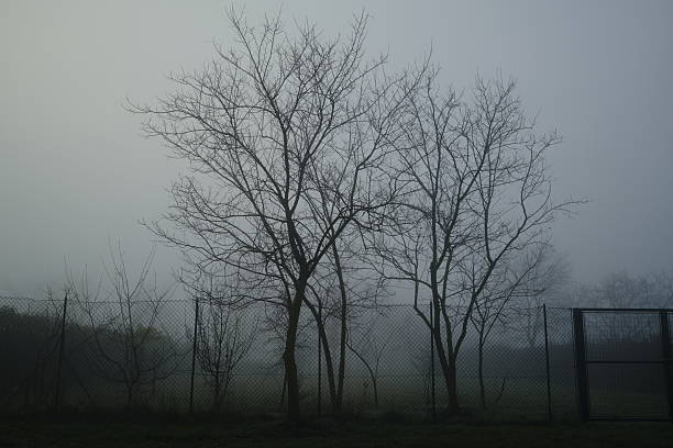 Bare winter trees standing behind a metal fence, partially obscured by dense fog. The muted tones and soft light create a moody, atmospheric scene conveying isolation, stillness, and quiet tension. No people present.