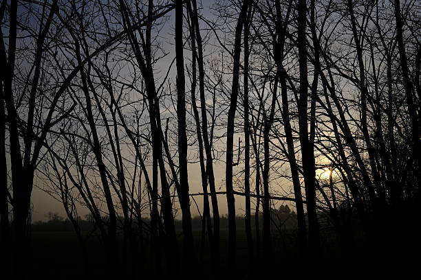 Bare tree trunks and branches form dark silhouettes against a soft winter sunset, with the low sun filtering through the woodland. The muted sky and fading light create a calm, slightly mysterious atmosphere, evoking solitude, stillness, and the quiet transition between day and night in a rural landscape. The scene conveys introspection, nature in dormancy, and seasonal melancholy.