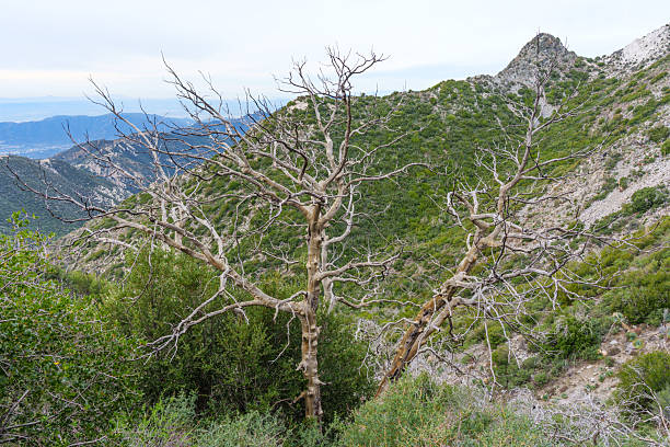 Bare leafless branches of dead trees overlook the rugged wilderness and steep ridges of San Gabriel Peak under a soft overcast sky in California.