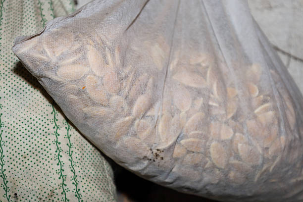Pumpkin seeds placed in a translucent fabric bag for long-term storage or drying. The shot demonstrates a traditional method of preparing natural seeds at home,