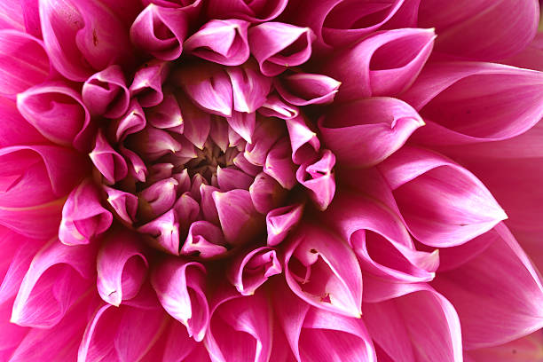 Wonderful pink Dahlia flowers in bloom during autumn