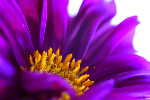 A very close view of the center of a dahlia