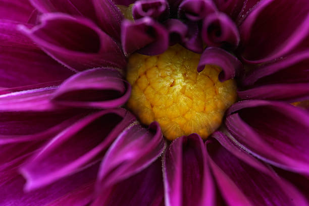 A very close view of the center of a dahlia