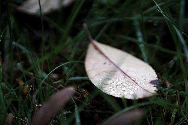 A leaf with drops of Dew lost in the grass shot with selective focus.