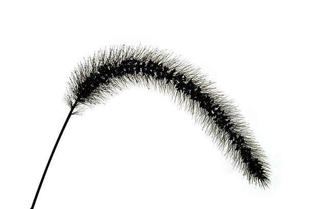 A grass head with drops of water on white background