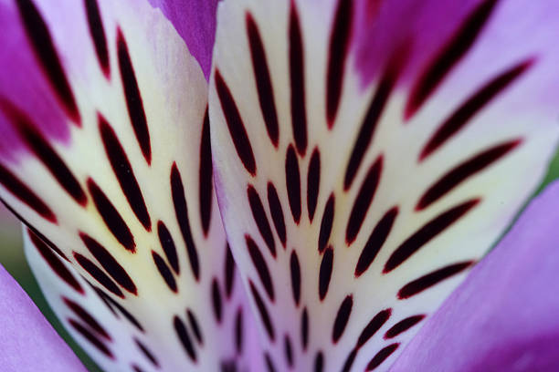 Closeup of the stamen and pistil of a beautiful red lily flower, macro