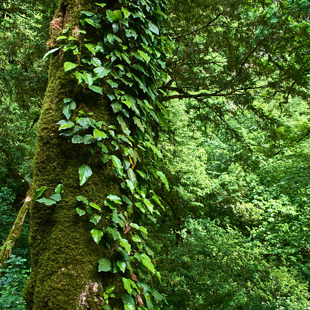 Tree trunk covered green moss and entwined with ivy close-up. Landscape in summer green trees forest background.