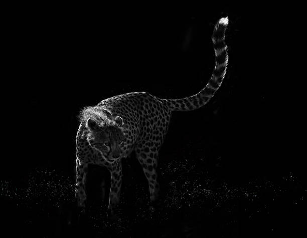 Cheetah (Acinonyx jubatus) standing on a tourist road and looking back over its shoulder while another walks out of frame in the background, Kruger National Park, South Africa. The cheetah is listed as Vulnerable by the IUCN.