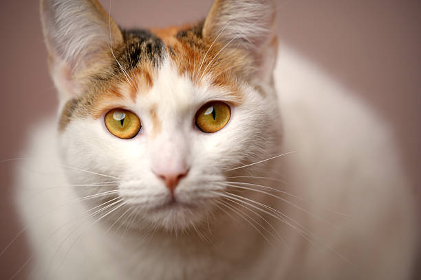 Calico cat with white fur and yellow eyes looking directly at viewer