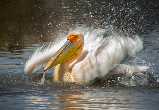 Pelicans outside during the day time.