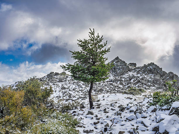 tree on bird's nest, dramatic sky