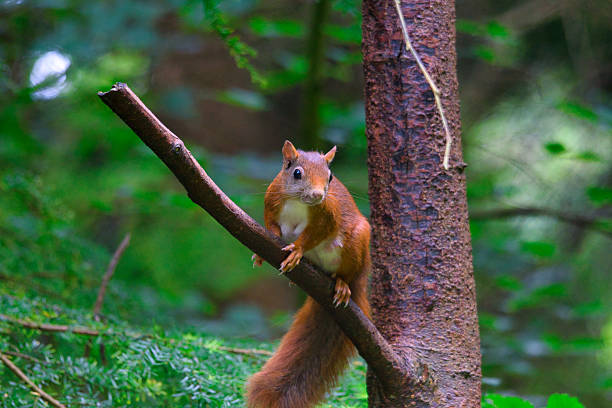 Close-up of a red squirrel perched on a branch in a Scottish woodland. Detailed wildlife photograph showcasing the squirrel’s fur, natural posture, and forest habitat.