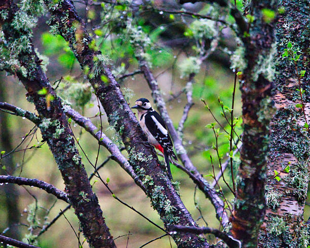 woodpecker hammering an old rotten tree