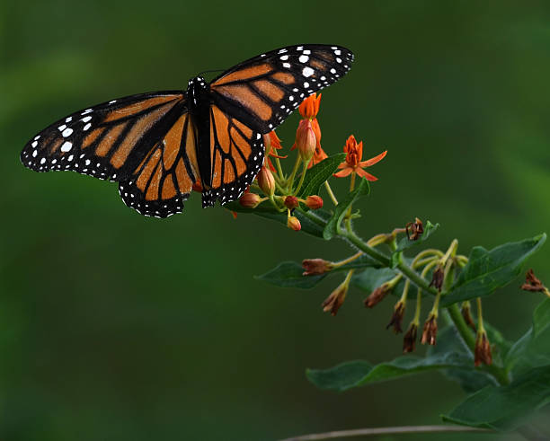 A monarch butterfly rests on a flower in a meadow in the woods.