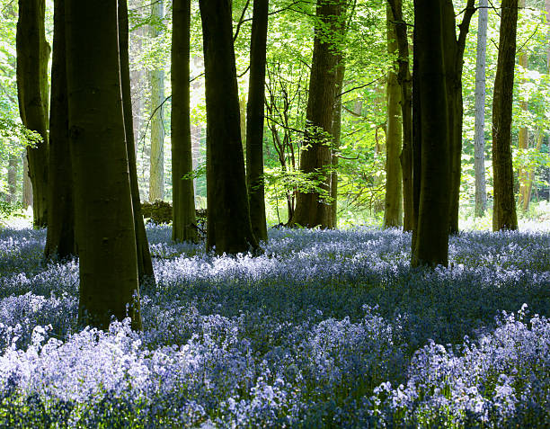 Bluebells bloom in a sheltered forest. Tall trees can be seen behind.