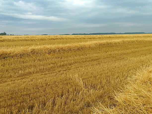 Freshly mown wheat field with a distant tree line under a sky filled with gray clouds.