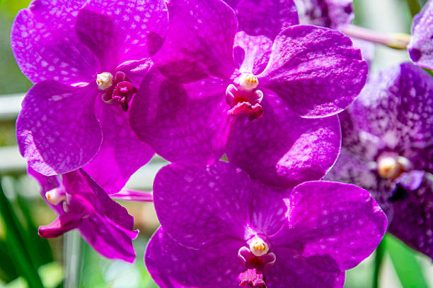 violet orchids