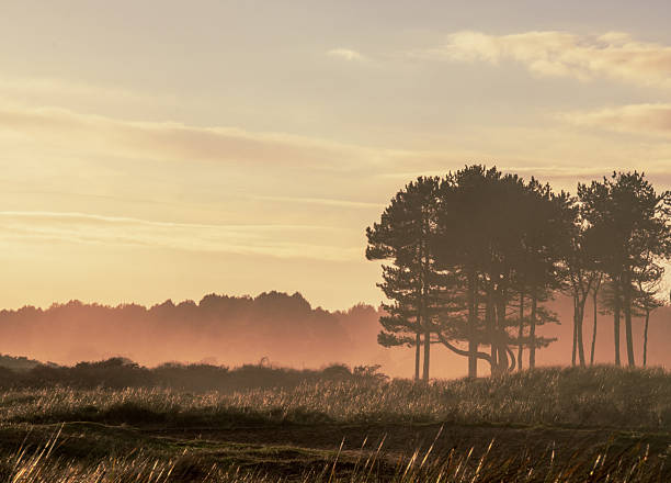 Silhouettes of pine trees in a warm light of the sunset on a nice winter day, Scottish landscape