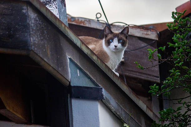 Brazilian street cat on a roof