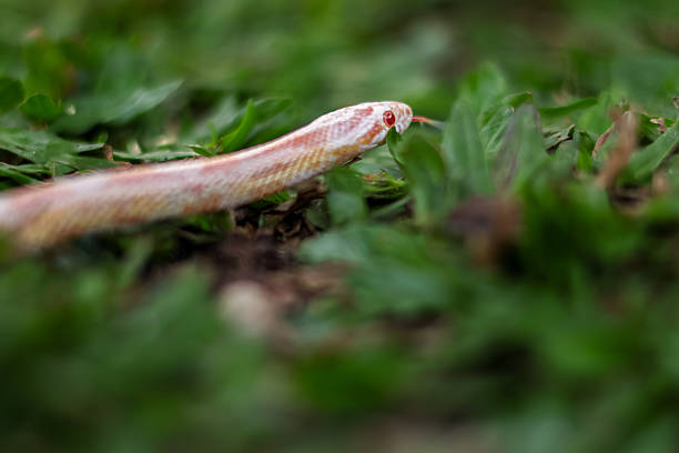 Closeup Pink Albino Western Hognose Snake, Heterodon nasicus