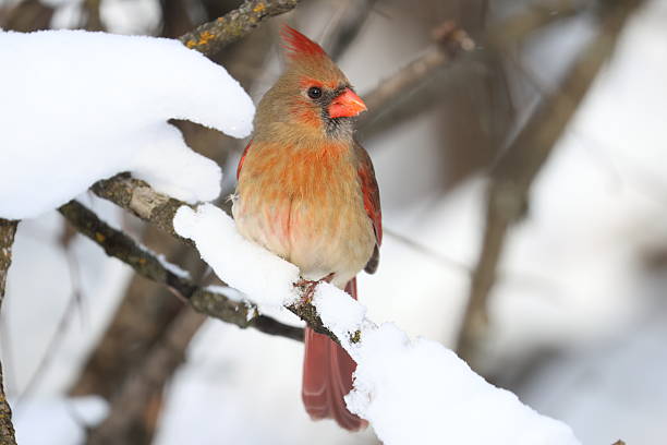 Cardinal rests on a frosty log during winter weather.
