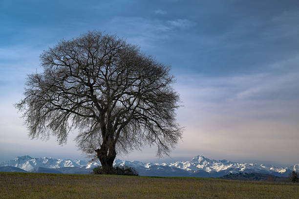 Keles Kocayayladan plateau view lonely and old trees and water does not flow water fountains