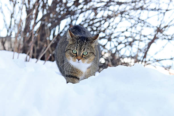 A small fat cat runs through the snow with a grim face.