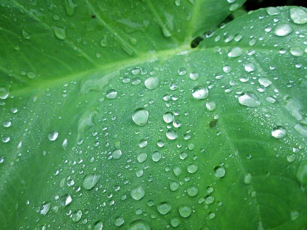 water droplets on leaves