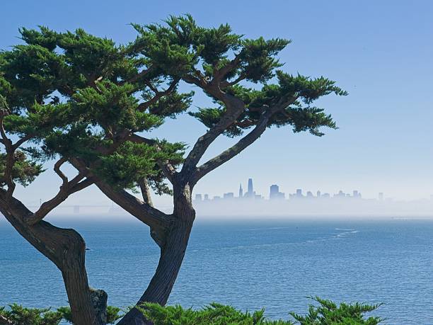 Nature and city environment of Sausalito California.