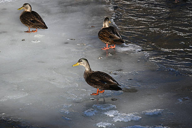 Snowy park scene: a peaceful winter park featuring ducks on the lake and bare, snow-covered trees in sunny day