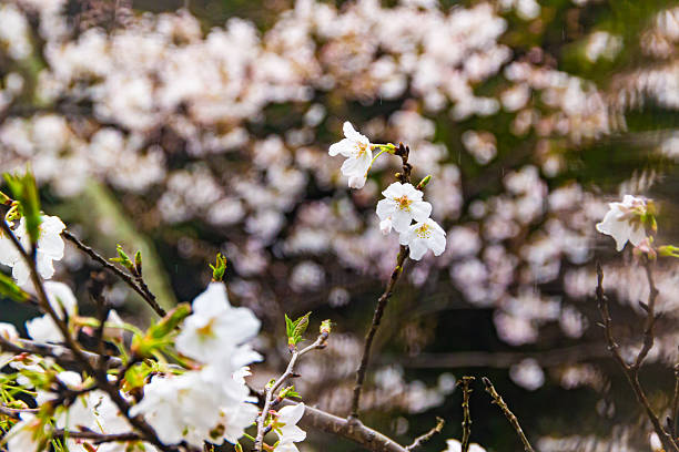 Beautiful cherry blossom trees springtime Japan