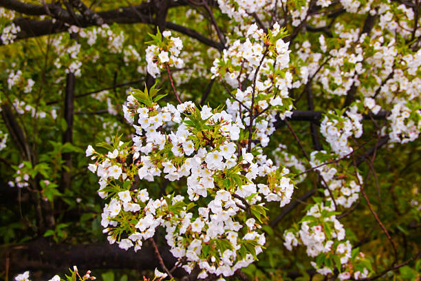 Beautiful cherry blossom trees springtime Japan